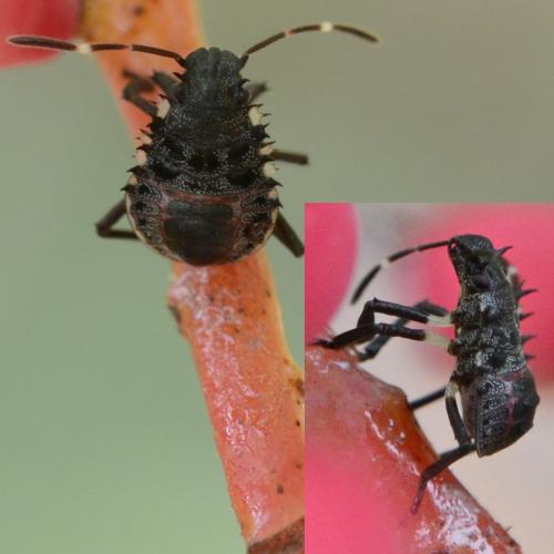 Halyomorpha halys